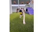 Adopt Ralph a Labrador Retriever / Hound (Unknown Type) / Mixed dog in St.