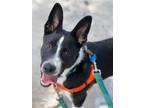 Adopt Bandit a Border Collie / Mixed dog in St. George, UT (41466753)