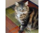 Adopt Cha Cha a Brown Tabby Maine Coon / Mixed (long coat) cat in Santa Fe
