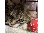 Adopt Swift a Brown Tabby Domestic Shorthair / Mixed (short coat) cat in Santa