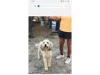 Adopt Tess a White Labradoodle / Labrador Retriever / Mixed dog in Beech Island