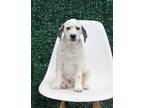 Adopt Looney Tunes Litter - Porky Pig a Dalmatian / Cockapoo / Mixed dog in
