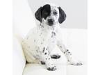 Adopt Looney Tunes Litter - Daffy Duck a Dalmatian / Cockapoo / Mixed dog in