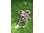Adopt Archie a Catahoula Leopard Dog / Mixed Breed (Medium) / Mixed dog in
