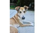 Adopt Adil - Smart & Sweet a Red/Golden/Orange/Chestnut Mixed Breed (Large) /