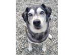 Adopt SASHA a Husky / Labrador Retriever / Mixed dog in Fairbanks, AK (41375388)