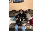 Adopt King a Black - with White German Shepherd Dog / American Pit Bull Terrier