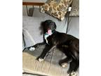 Adopt Lady Bug a Labrador Retriever / Mixed Breed (Large) / Mixed dog in