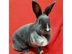 Adopt Pollyanna a Grey/Silver American / Mixed (short coat) rabbit in Jefferson