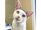 Adopt Punxsutawney a Brown Tabby Domestic Shorthair / Mixed (short coat) cat in