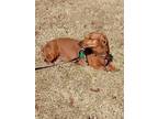 Adopt Sadie3 a Red/Golden/Orange/Chestnut Dachshund / Mixed dog in Humble
