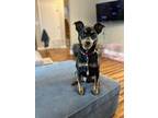 Adopt Hank a Black Miniature Pinscher / Mixed dog in Newport, KY (40148288)