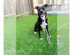 American Staffordshire Terrier Mix DOG FOR ADOPTION RGADN-1088513 - Ember -