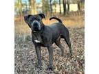 Adopt MILLER a Gray/Blue/Silver/Salt & Pepper Pit Bull Terrier / Mixed dog in