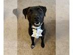 Boxer-Brittany Mix DOG FOR ADOPTION RGADN-1088896 - Rocky - Brittany / Boxer /