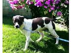 Adopt PUPPY GENTLE BREANNA a Pointer / Labrador Retriever / Mixed dog in