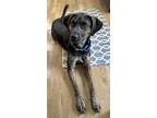 Adopt PUPPY RAZZLE TAZ a Mountain Cur / Mixed dog in Franklin, TN (41041122)