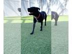 American Pit Bull Terrier Mix DOG FOR ADOPTION RGADN-1089540 - Batman - Pit Bull