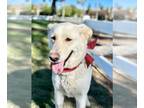 Labrador Retriever Mix DOG FOR ADOPTION RGADN-1089709 - Twinkle - Labrador