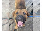 Mastiff DOG FOR ADOPTION RGADN-1089825 - Juliana - Mastiff / English Mastiff /