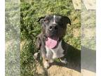 American Pit Bull Terrier Mix DOG FOR ADOPTION RGADN-1090284 - DUDLEY - Pit Bull