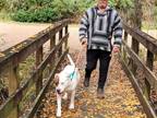 Adopt Walle Tackett a White American Pit Bull Terrier dog in Twin Falls