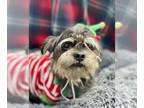 Miniature Schnauzer Mix DOG FOR ADOPTION RGADN-1091455 - Nibbles - Miniature