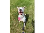 Adopt Sharkbait a Great Dane dog in Roanoke, VA (41460197)