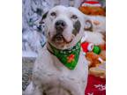 Adopt Blanca a White - with Black Dogo Argentino / American Pit Bull Terrier /