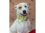 Adopt Morgan a White - with Tan, Yellow or Fawn German Shorthaired Pointer /