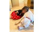 Adopt IZZY the INSTANT BABYSITTER a White Dogo Argentino / Mixed dog in