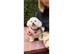 Adopt Rosie a Cavalier King Charles Spaniel / Poodle (Miniature) / Mixed dog in