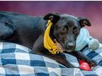 Adopt Hammer a Black Dachshund / Labrador Retriever / Mixed dog in Portland