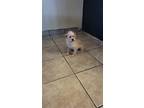 Adopt Mona a Border Terrier / Norfolk Terrier / Mixed dog in Portland