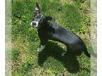 Boston Terrier Mix DOG FOR ADOPTION RGADN-1118522 - Trixie - Boston Terrier /