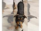 Australian Shepherd-German Shepherd Dog Mix DOG FOR ADOPTION RGADN-1118527 -