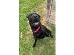 Adopt Kayvon a Black Shar Pei / Mixed Breed (Medium) / Mixed (short coat) dog in