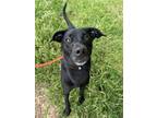 Adopt Agent Rob a Black Golden Retriever / Mixed Breed (Medium) / Mixed (short