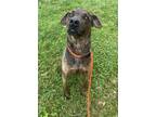 Adopt Cade a Brindle Labrador Retriever / Mixed Breed (Medium) / Mixed (short