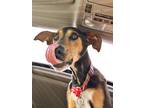 Adopt Addy a Black - with Tan, Yellow or Fawn Greyhound / Doberman Pinscher /
