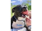 Adopt Renee Mae~meet me! a Black - with White Border Terrier / Basenji / Mixed