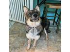 Adopt Alaska a Australian Cattle Dog / Shepherd (Unknown Type) / Mixed dog in