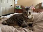 Adopt Maxwell a Brown Tabby Manx / Mixed (short coat) cat in ROSENBERG
