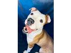 Adopt ROCKY a Terrier (Unknown Type, Small) / Mixed dog in Wintersville