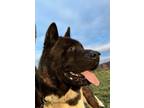 Adopt Panda (in foster) a Black - with White Akita / Mixed dog in Pottstown