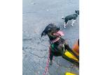 Adopt Ember a Black - with Tan, Yellow or Fawn Miniature Pinscher / Mutt / Mixed