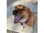 Adopt May a Black Mouth Cur / Mixed dog in Des Moines, IA (39506746)