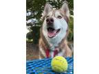 Adopt Emmie a Siberian Husky / Mixed dog in Mipiltas, CA (41466371)