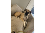 Adopt Pippa IN FOSTER a Brown/Chocolate Great Pyrenees / Mixed Breed (Medium) /
