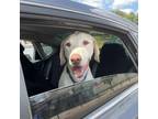 Adopt Jason a Yellow Labrador Retriever